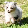 Chiot Berger australien sans pedigree  en région Nouvelle-Aquitaine.