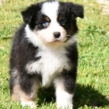 Chiot Berger australien sans pedigree – prix 1200 €.
