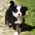 Berger australien disponible en Charente