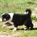 Chiot Berger australien sans pedigree  en région Nouvelle-Aquitaine.