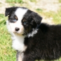 Chien Berger australien proposée par l’élevage Evereven.