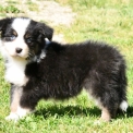 Chiot Berger australien sans pedigree  en région Nouvelle-Aquitaine.