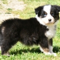 Berger australien disponible en Charente