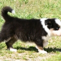 Chiot Berger australien sans pedigree  en région Nouvelle-Aquitaine.