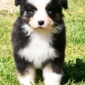 Chiot Berger australien sans pedigree – prix 1200 €.