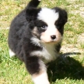 Chiot Berger australien sans pedigree – prix 1200 €.