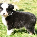 Chiot Berger australien sans pedigree – prix 1200 €.