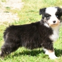 Chiot Berger australien sans pedigree – prix 1200 €.