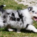 Chiot Berger australien sans pedigree – prix 1200 €.