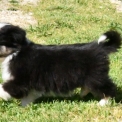 Berger australien disponible en Charente