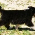 Chien Berger australien proposée par l’élevage Evereven.
