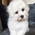 Chien Coton de Tulear proposé par l’élevage La boîte à malice.