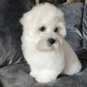 Chiot Coton de Tulear de race  en région Centre-Val de Loire.