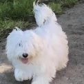 Chien Coton de Tulear proposé par l’élevage La boîte à malice.