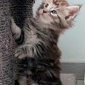 Chaton Maine Coon de race  en région Bourgogne-Franche-Comté.