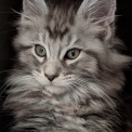 Chat Maine Coon proposé par l’élevage CHATTERIE HAPPY COONIS.