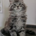 Chat Maine Coon proposé par l’élevage CHATTERIE HAPPY COONIS.