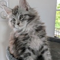 Chat Maine Coon proposé par l’élevage CHATTERIE HAPPY COONIS.