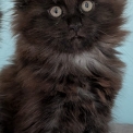 Maine Coon disponible en Saône-et-Loire