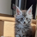 Chaton Maine Coon de race – prix 1300 €.