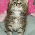 Chaton Maine Coon � vendre au prix de 1450 � vaccin� et identifi�.