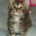 Chaton Maine Coon � vendre au prix de 1450 � vaccin� et identifi�.