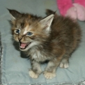 Chaton Maine Coon de race LOOF avec pedigree � adopter.