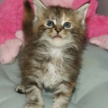 Chaton Maine Coon de race  en r�gion Occitanie.