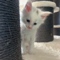 Chaton Maine Coon de race – prix 1400 €.