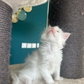 Maine Coon disponible en Isère