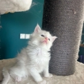 Maine Coon disponible en Isère
