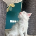 Chaton Maine Coon de race – prix 1400 €.
