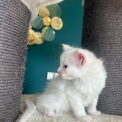 Chaton Maine Coon de race – prix 1400 €.