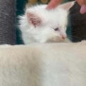 Chaton Maine Coon de race en région Auvergne-Rhône-Alpes.