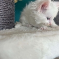Maine Coon disponible en Isère