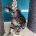 Maine Coon disponible en Isère