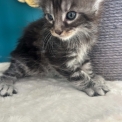 Maine Coon disponible en Isère