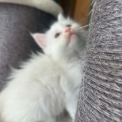 Chat Maine Coon proposée par l’élevage Chatterie du Ciel d'Emeraude.