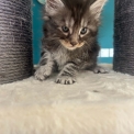 Chaton Maine Coon de race – prix 1400 €.