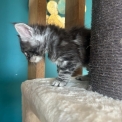Chat Maine Coon proposé par l’élevage Chatterie du Ciel d'Emeraude.