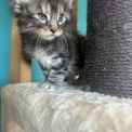 Chaton Maine Coon de race – prix 1400 €.