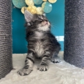 Chaton Maine Coon de race  en région Auvergne-Rhône-Alpes.