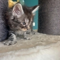 Chaton Maine Coon de race – prix 1400 €.