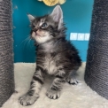 Chat Maine Coon proposé par l’élevage Chatterie du Ciel d'Emeraude.