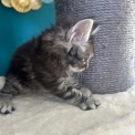 Chat Maine Coon proposé par l’élevage Chatterie du Ciel d'Emeraude.