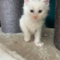 Maine Coon disponible en Isère