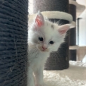 Chat Maine Coon proposée par l’élevage Chatterie du Ciel d'Emeraude.