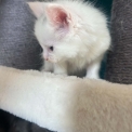 Chaton Maine Coon de race – prix 1400 €.