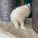 Chat Maine Coon proposé par l’élevage Chatterie du Ciel d'Emeraude.
