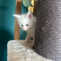 Maine Coon disponible en Isère